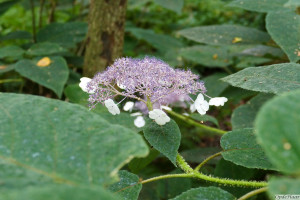 Hydrangea aspera sargentiana     